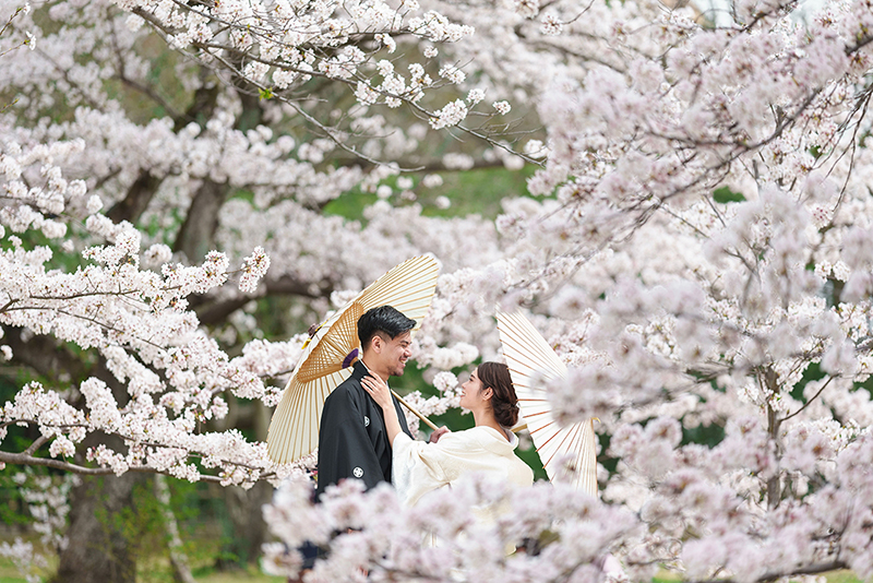 桜のロケーション写真